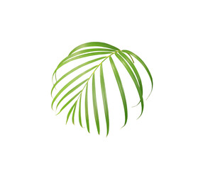green leaf of palm tree isolated on white background
