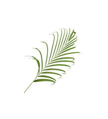 green leaf of palm tree isolated on white background