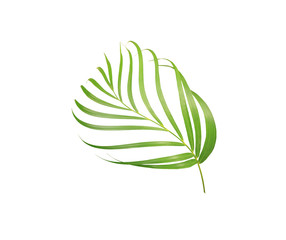 green leaf of palm tree isolated on white background