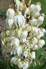 Fototapeta na wymiar Yucca à fleurs blanches