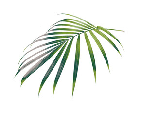 green leaf of palm tree isolated on white background