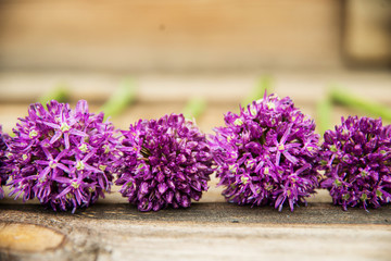 Beautiful purple flowers of the ornamental onion (Allium giganteum) edible flowers