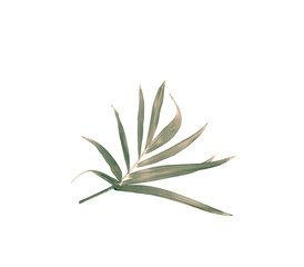 green leaf of palm tree isolated on white background