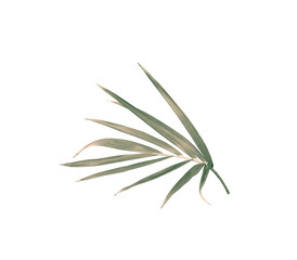 Fototapeta premium green leaf of palm tree isolated on white background