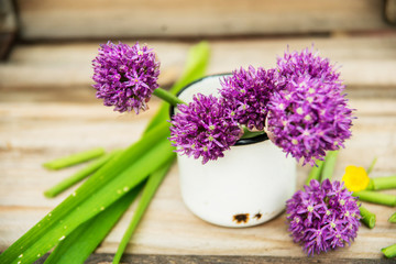 Closeup of flowering chives with shallow depth of field and focus concentrated on flower in the foreground