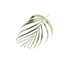 green leaf of palm tree isolated on white background