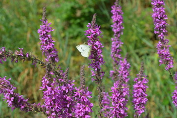 Obraz premium Pieris Brasicae femmelle