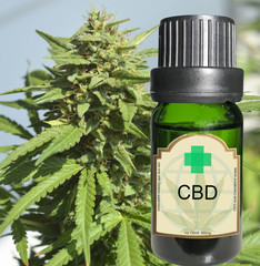 Cannabis plant and CBD oil bottle 1