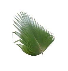 green palm leaf on white background