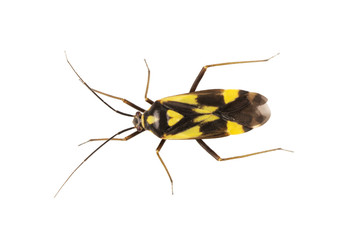 True bug Grypocoris sexguttatus on a white background
