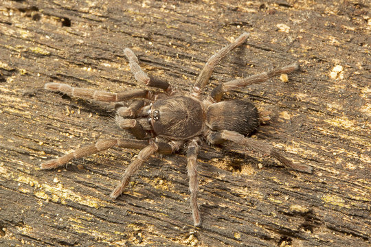 Spider, Theraphosidae, Manu,Tripura, India