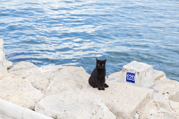 Gato negro cerca al mar