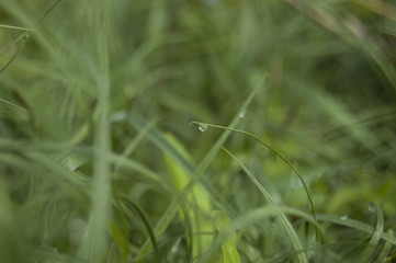 Green grass background