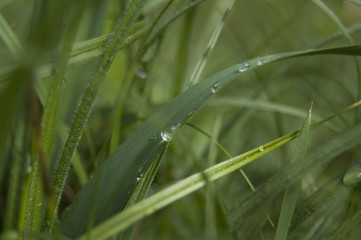 Green grass background 