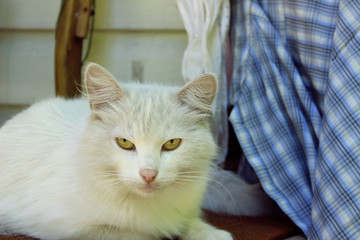Stray Animals, Pets, Cats Concept. Stray White Cat Lying Outdoors.
