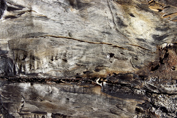 Charred Wooden Texture, Close-Up. Abstract Wooden Background.
