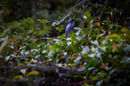 Agami heron, Agamia agami, rare to see, vulnerable bird among tropical vegetation in its dark, wet natural environment of costa rican rainforest. Colorful heron. Boca Tapada. Costarica.