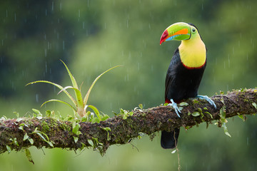 Famous tropical bird with enormous beak,Keel-billed toucan, Ramphastos sulfuratus, perched on a...