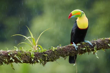 Tuinposter Beroemde tropische vogel met enorme snavel, kiel-billed toekan, Ramphastos sulfuratus, zat op een bemoste tak in regen tegen regenwoud achtergrond. Costa Ricaanse zwart-gele toekan, wildlife fotografie. © Martin Mecnarowski