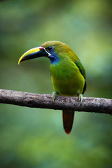 Fototapeta premium Vertical photo of Emerald toucanet, Aulacorhynchus prasinus, green bird with enormous beak, sitting on branch in its natural environment of costa rican rainforest. Costa Rica wildlife photography.