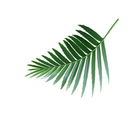 green palm leaf isolated on white background with clipping path