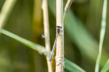 blue azur virgin dragonfly at nature protection area