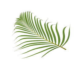 Naklejka na ściany i meble green palm leaf on white background