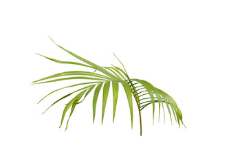 Fototapeta na wymiar green palm leaf on white background
