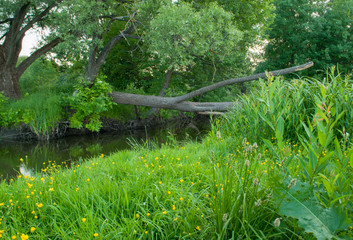 green grass and yellow flowers in the foreground, a fallen tree through the river in the background