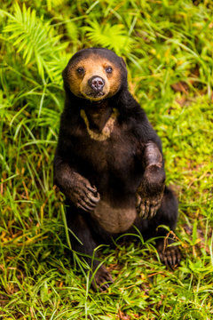 Native Sun Bear in Bako National Park, Kuching, Sarawak, Borneo, Malaysia
