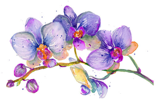 Watercolor orchid branch on a white background.