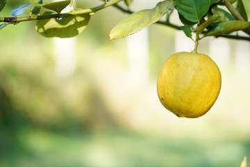 Lemon hanging on tree. Growing Lemon.
