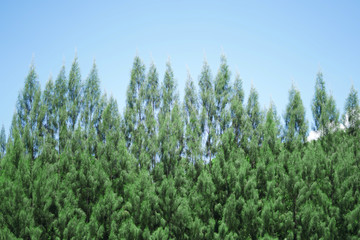 Common Ironwood or She Oak or Beefwood in clear sky.