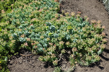 Fleshy pale glaucous bluish-green leaves and yellow flowers of myrtle spurge