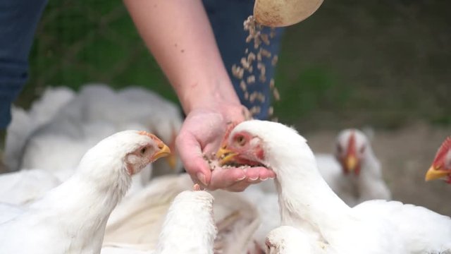Woman farmer feeds chicken on organic poultry farm.