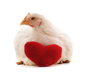 White chicken with a toy heart.
