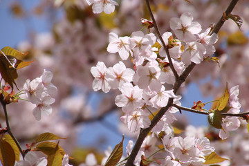 桜峠公園の桜（福島県・裏磐梯）