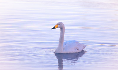 Plakat Whooper swan from Kajaani River. Kajaani, Finland.