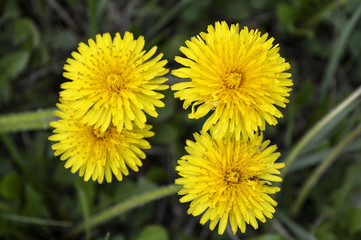 Flowering dandelions against a background of green grass.