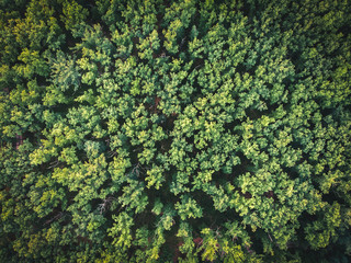 Forest from a bird's-eye view