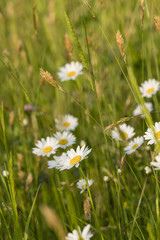 Daisy flowers on a meadow.
