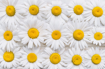 Obraz premium Natural background. Chamomile flowers on white wooden table. Top view.