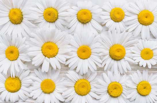 Natural background. Chamomile flowers on white wooden table. Top view.