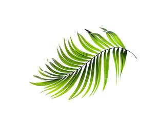 Green leaves of palm tree on white background