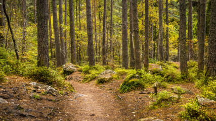 A path through an old mature pine woodland which forms part of the Hermitage located near Dunkeld in Perthshire, Scotland