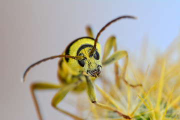 Beautiful longhorn beetle color yellow and black on green leaf.