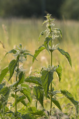 Top of nettle with flowers.