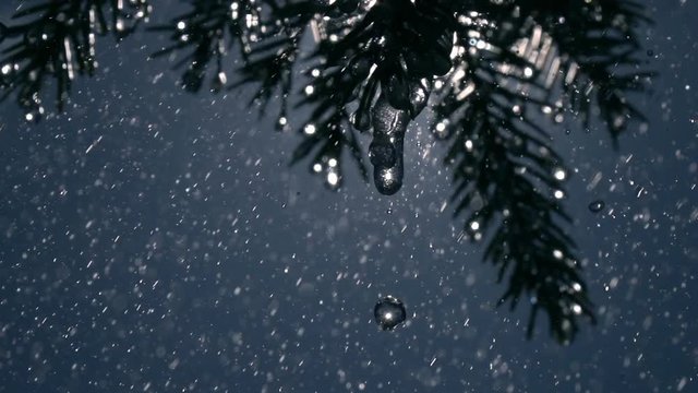 Heavy rain drops falling from fir needles and glittering frozen icicles against blue sky background in slow motion. Magic closeup view of peaceful nature with sparkling raindrops.
