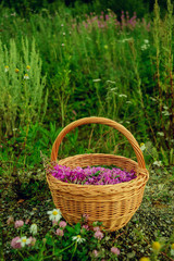 Flowers willow tea flowers in a basket on the grass