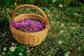 Flowers willow tea flowers in a basket on the grass